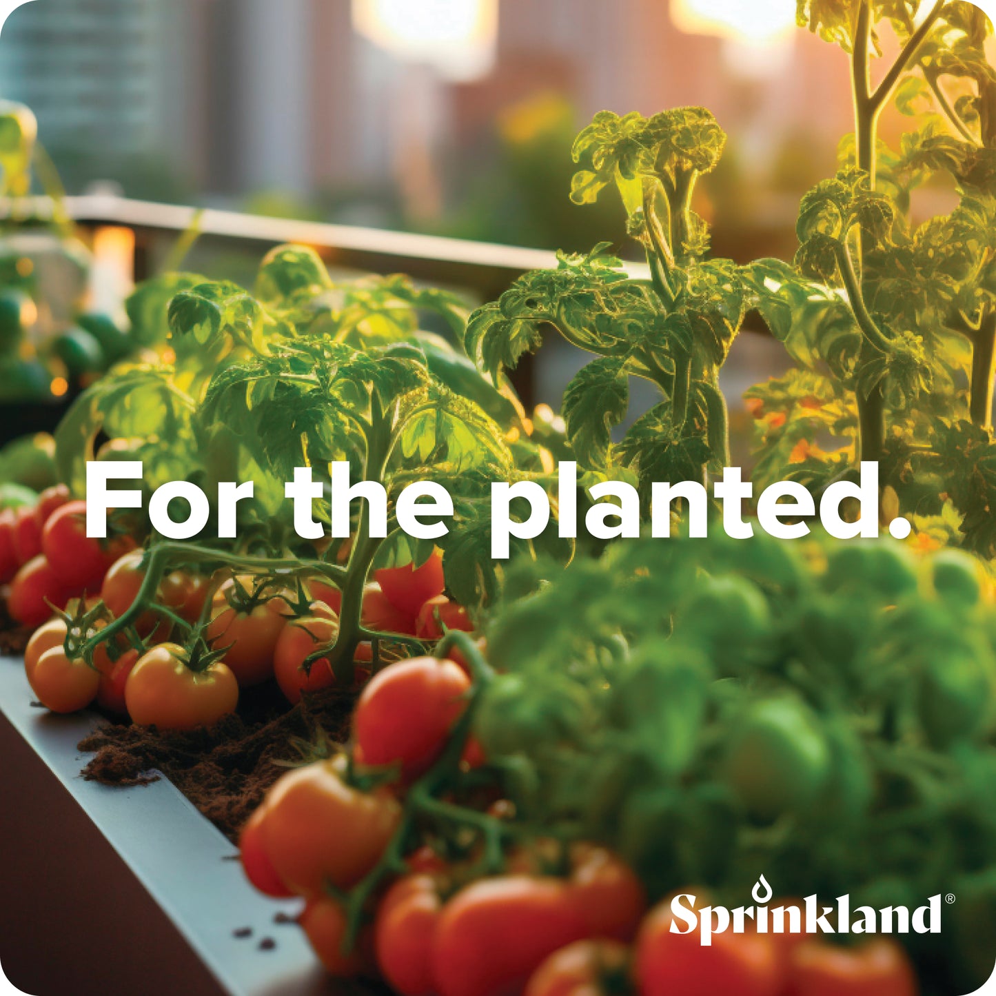 Gardening scene with plants and tomatoes, featuring the brand 'Sprinkland'.