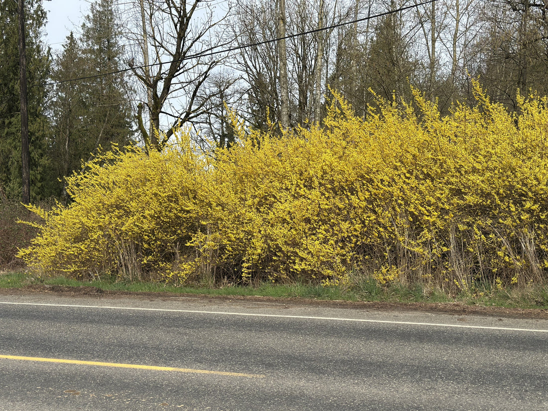 Forsythia in the wild. A blog about the interesting things to know about forsythia.