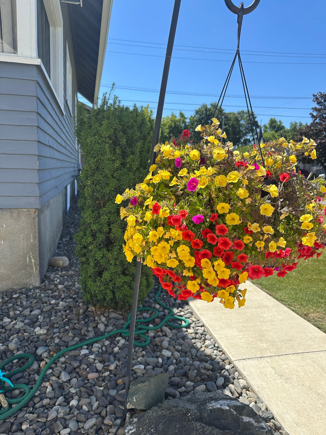 Sprinkland hanging basket with colorful flowers planted in the spring. 