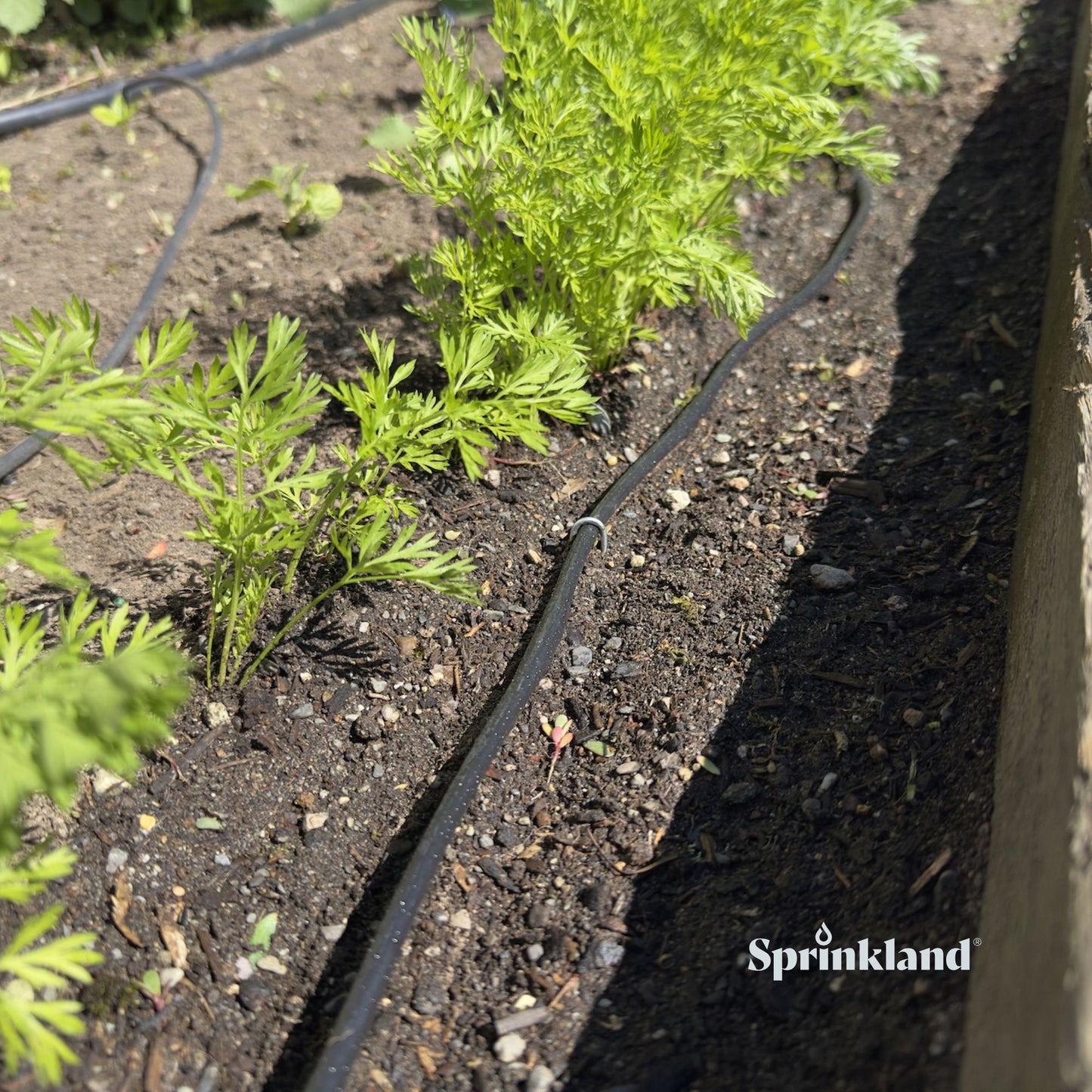 1/4" Dripline Emitter Tubing | 100 Ft Roll | Built-In Emitters Every 6 Inches | Includes Punch Tool & 1/4" Connector Fittings | 1/2 GPH Emitters